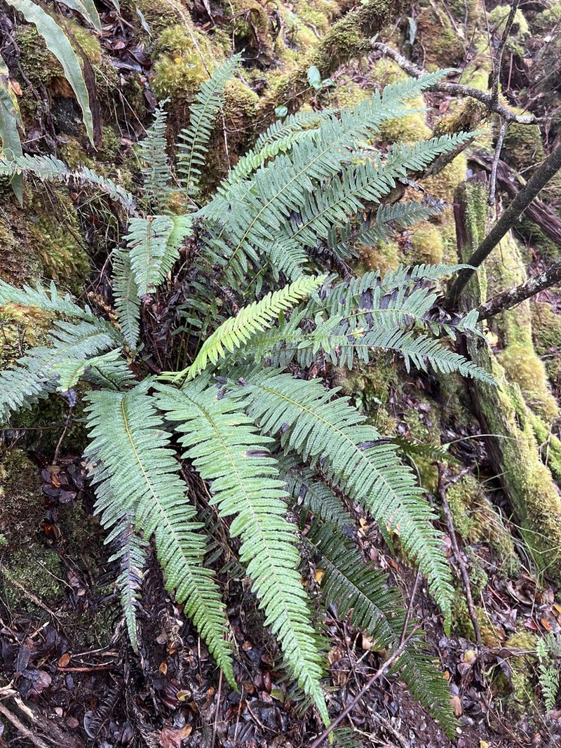 Kunth's Hacksaw Fern photo 2