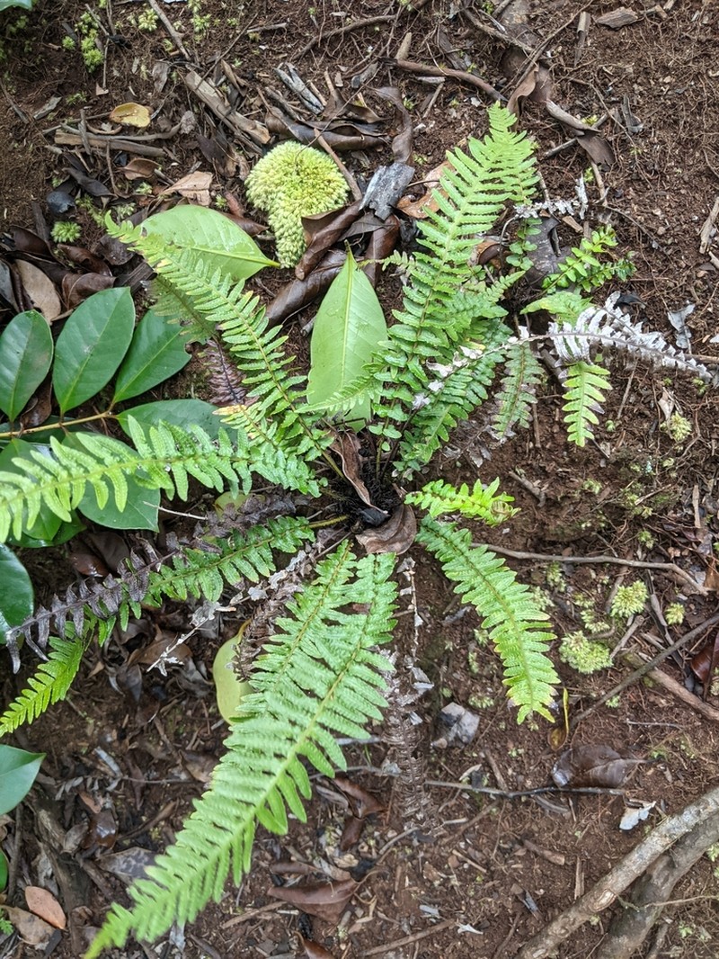 Kunth's Hacksaw Fern photo 3