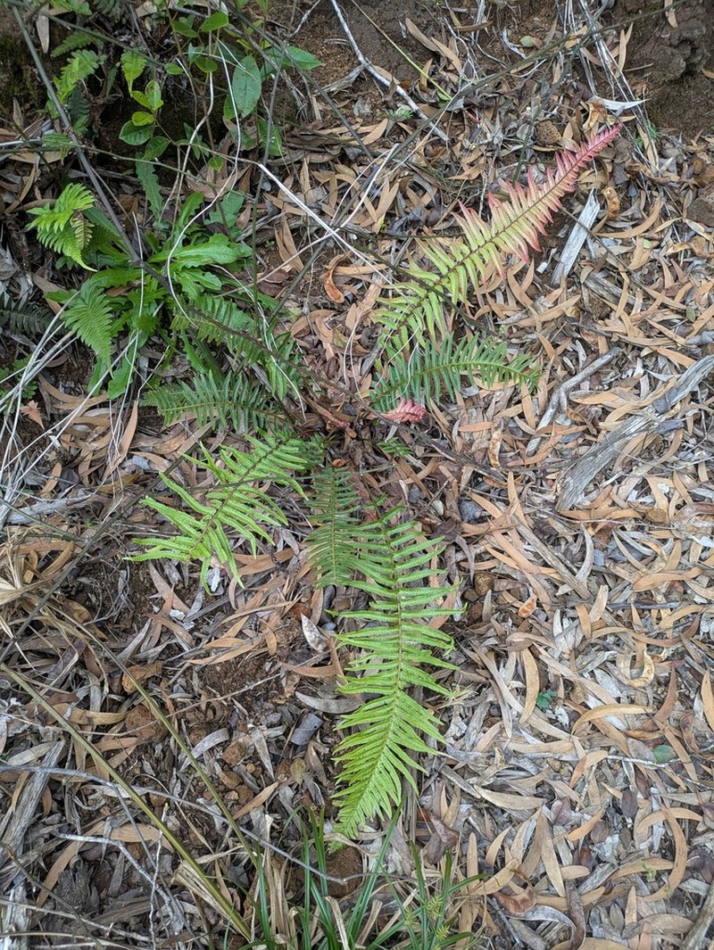 Kunth's Hacksaw Fern photo 4