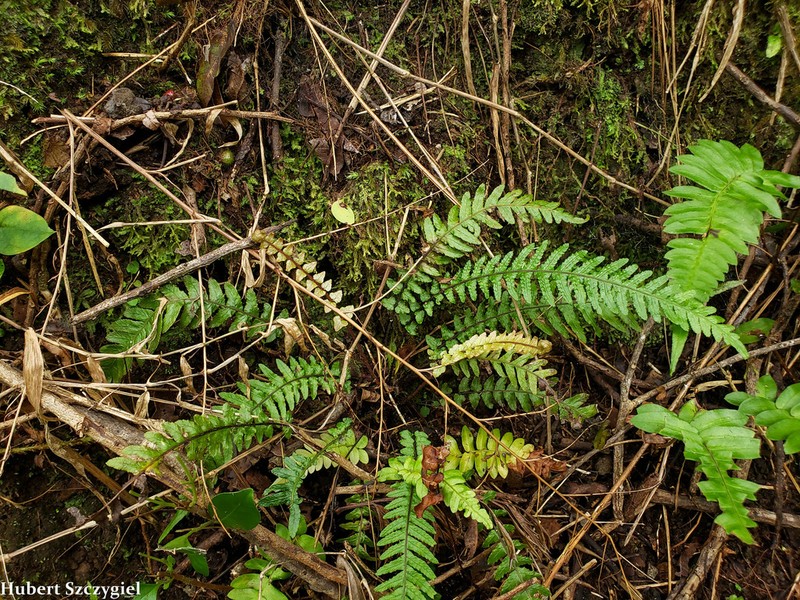 Kunth's Hacksaw Fern photo 5