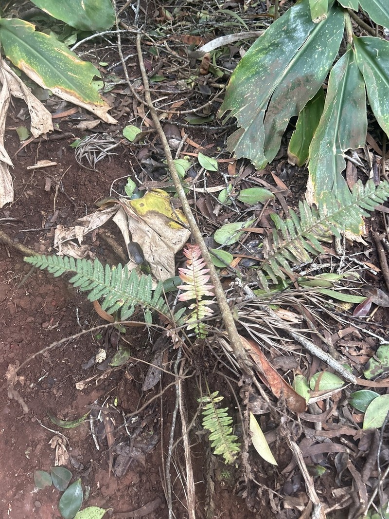 Kunth's Hacksaw Fern photo 6