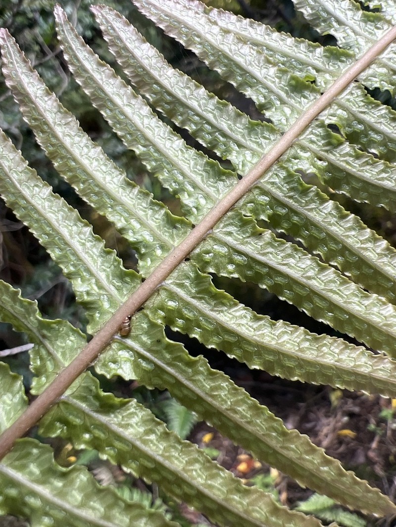 Kunth's Hacksaw Fern photo 7