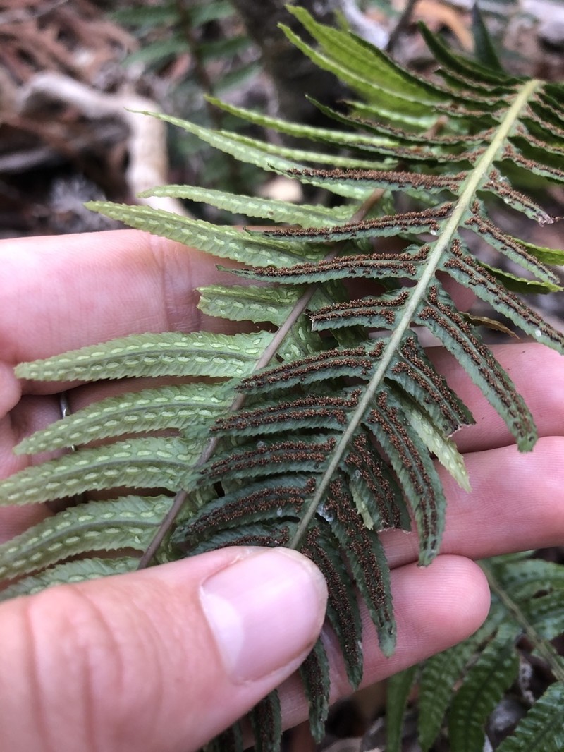 Kunth's Hacksaw Fern photo 8