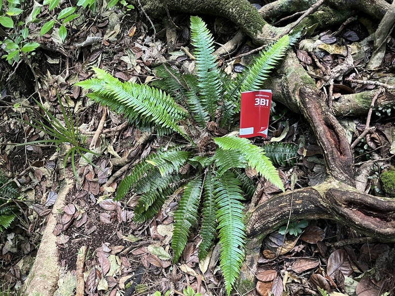 Blechnum norfolkianum photo 2