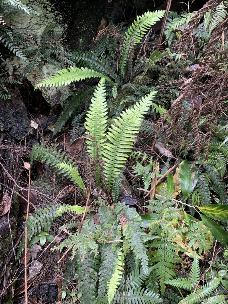 Blechnum norfolkianum photo 3