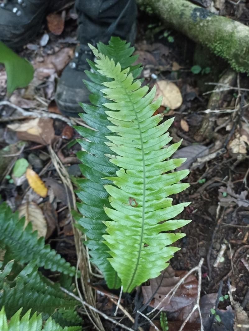 Blechnum norfolkianum photo 4