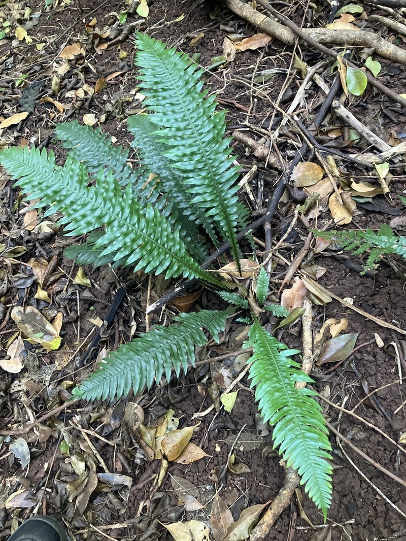 Blechnum norfolkianum photo 5
