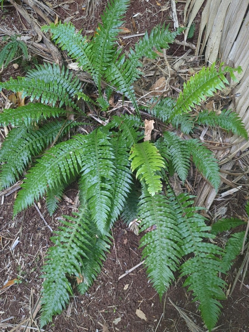 Blechnum norfolkianum photo 6