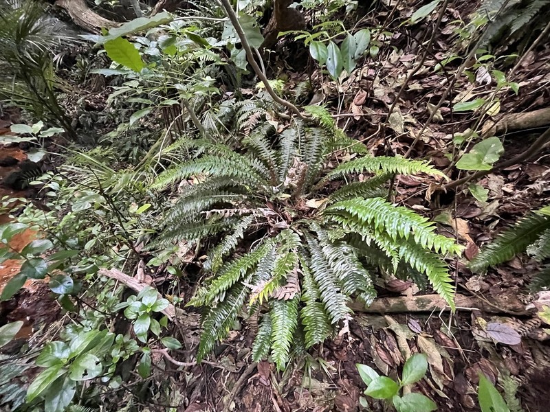 Blechnum norfolkianum photo 7