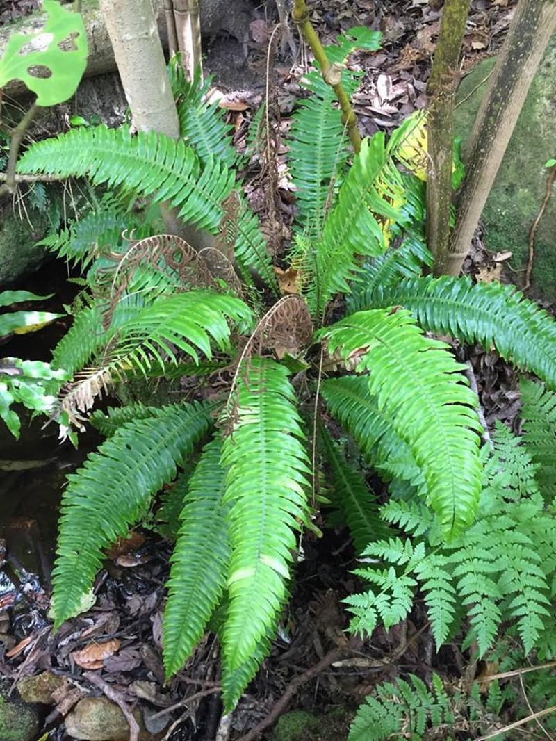 Blechnum norfolkianum photo 8