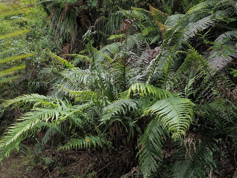 Blechnum novae-zelandiae photo 2