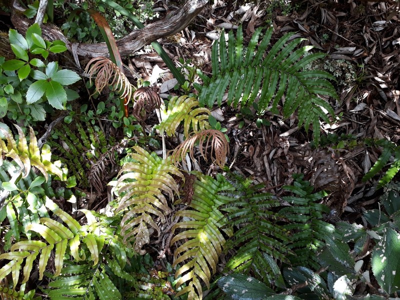 Blechnum novae-zelandiae photo 3