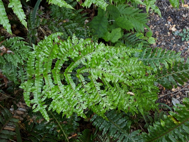 Blechnum novae-zelandiae photo 4