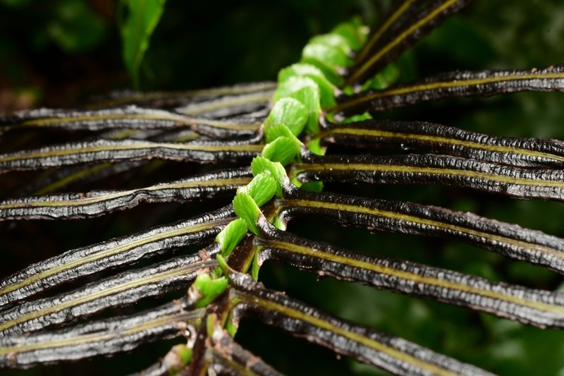 Blechnum novae-zelandiae photo 5