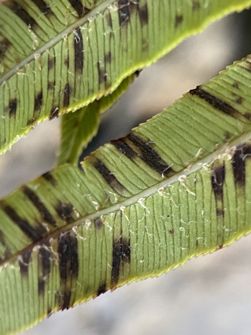Blechnum novae-zelandiae photo 6