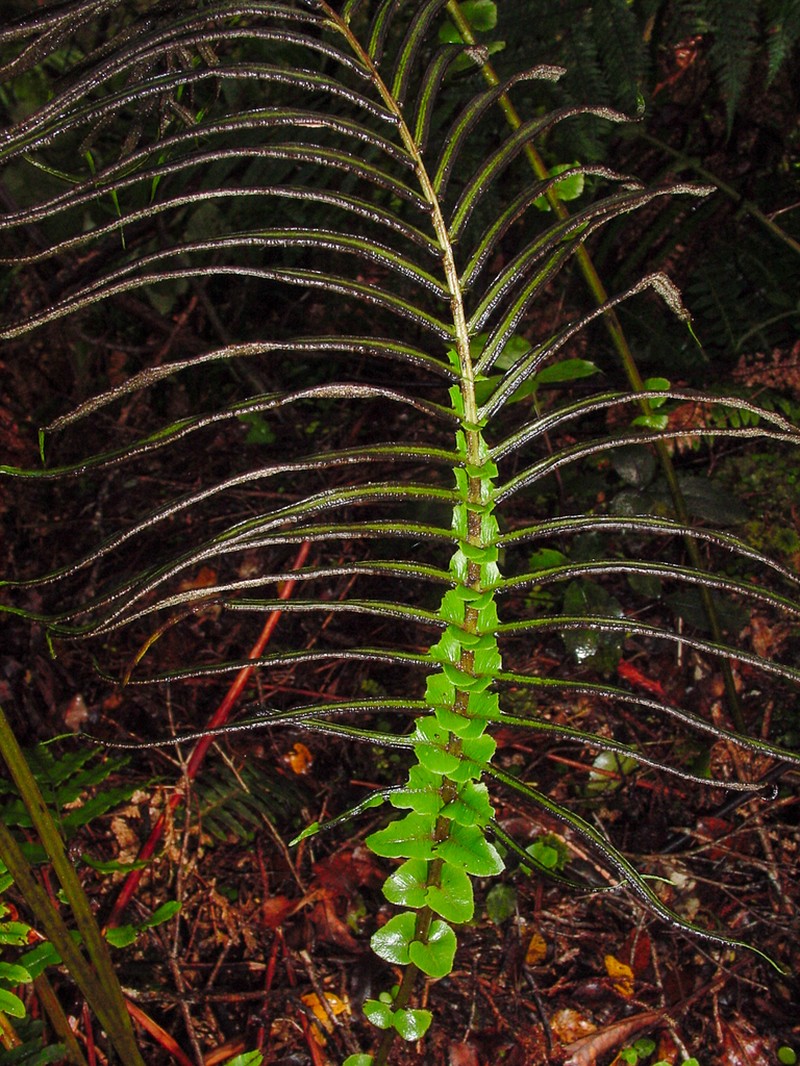 Blechnum novae-zelandiae photo 7