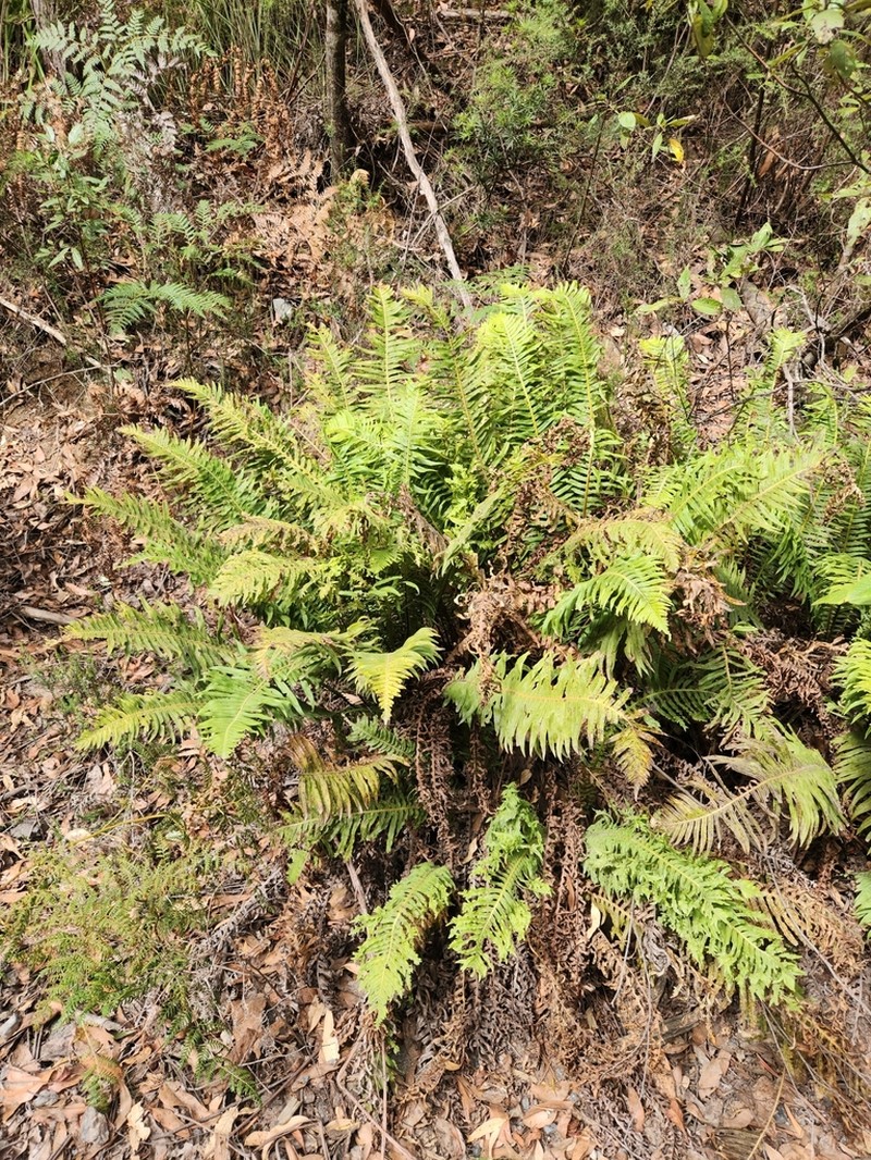 Blechnum nudum