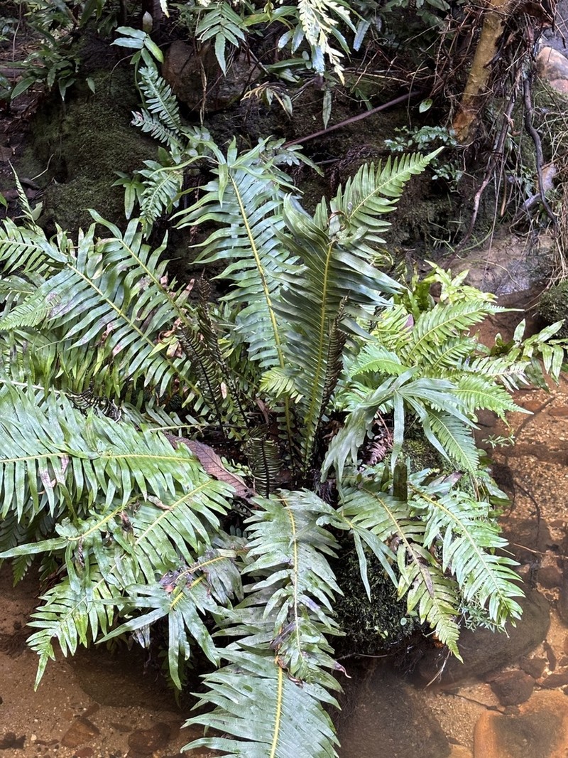 Blechnum nudum photo 2