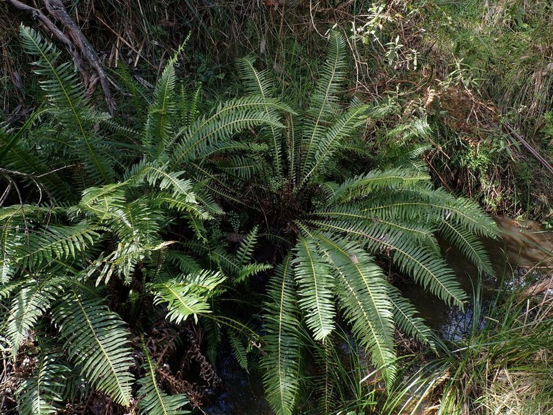 Blechnum nudum photo 3