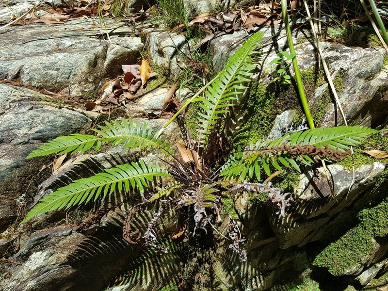 Blechnum nudum photo 4