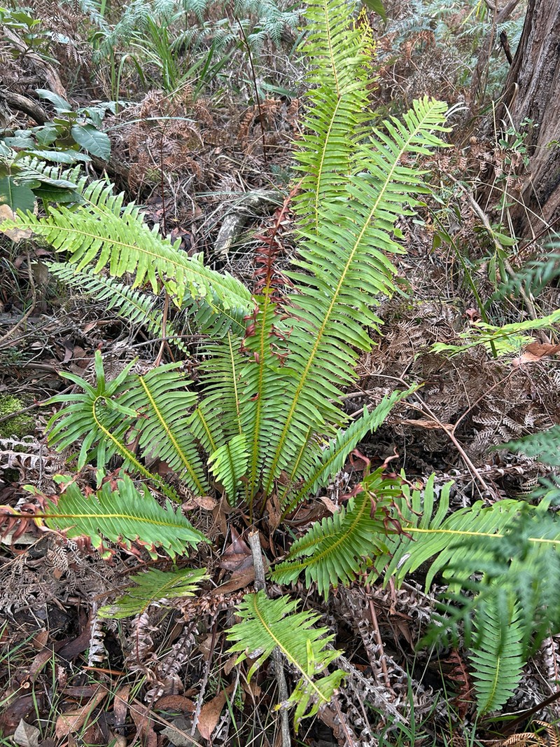 Blechnum nudum photo 5