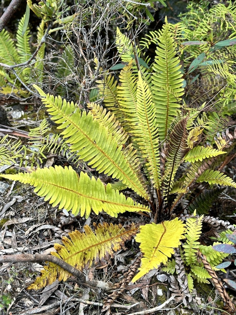 Blechnum nudum photo 6
