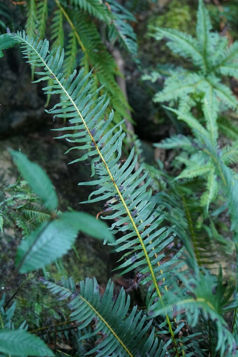 Blechnum nudum photo 7