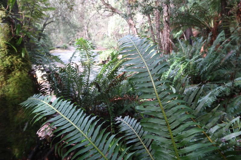 Blechnum nudum photo 8