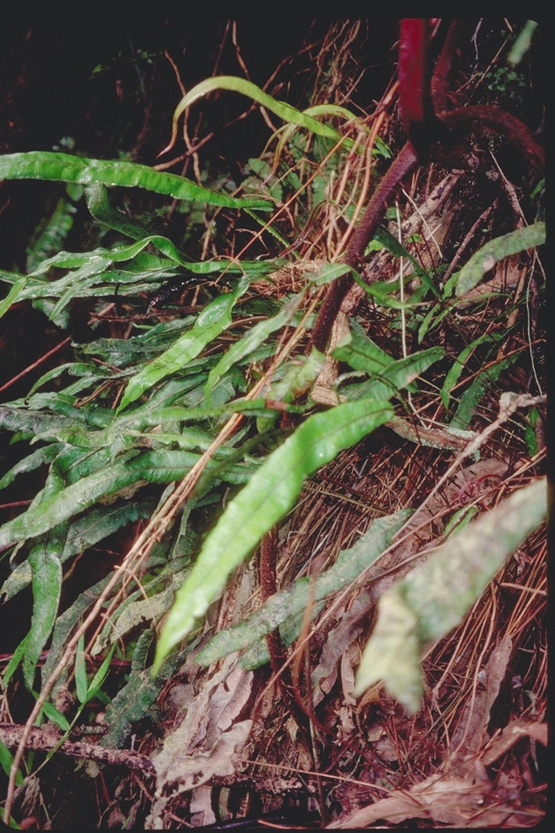 Blechnum nukuhivense