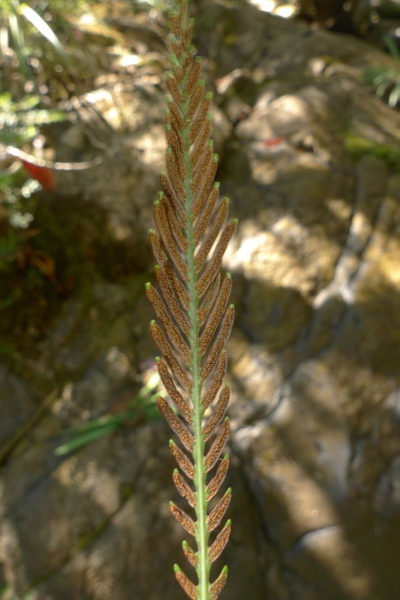 Blechnum obtusatum