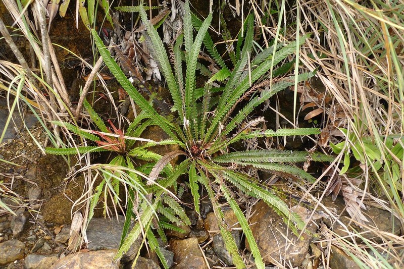 Blechnum obtusatum photo 2