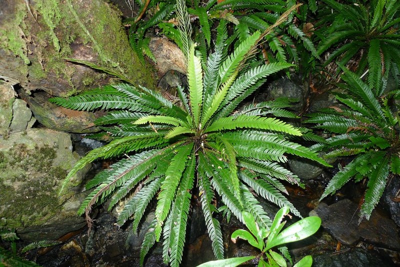 Blechnum obtusatum photo 4