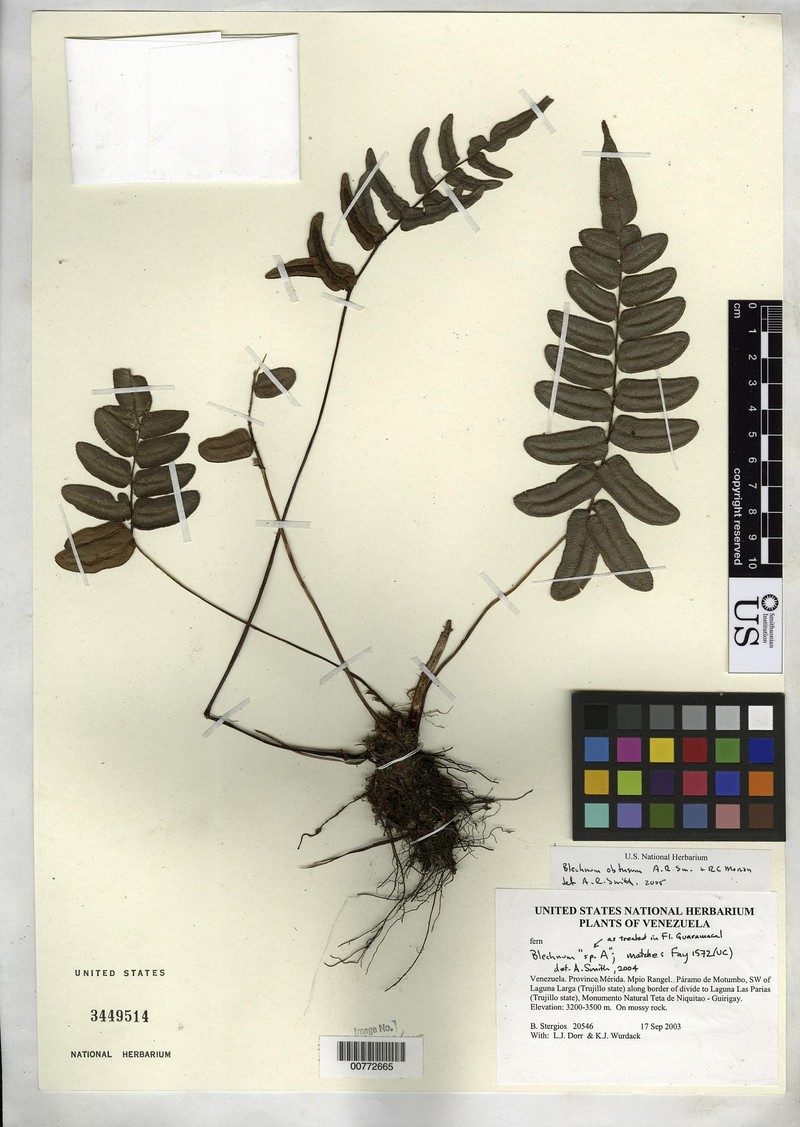 Blechnum obtusum