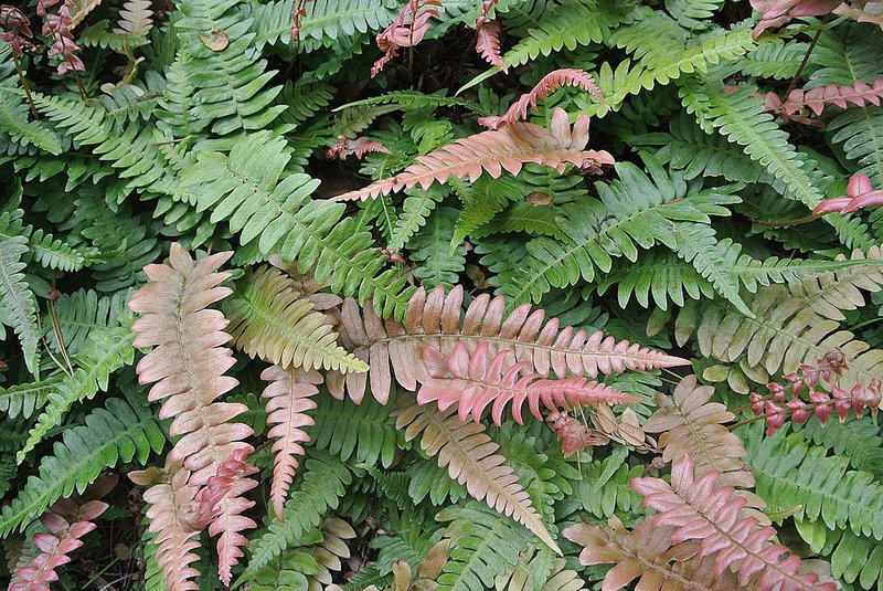 Hammock Fern