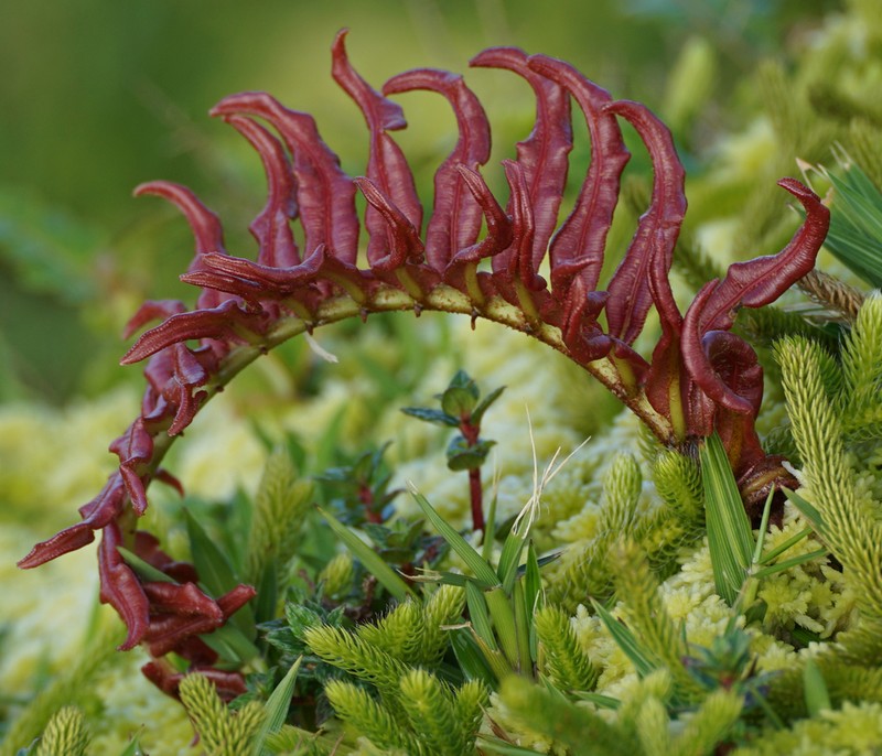 Hammock Fern photo 2