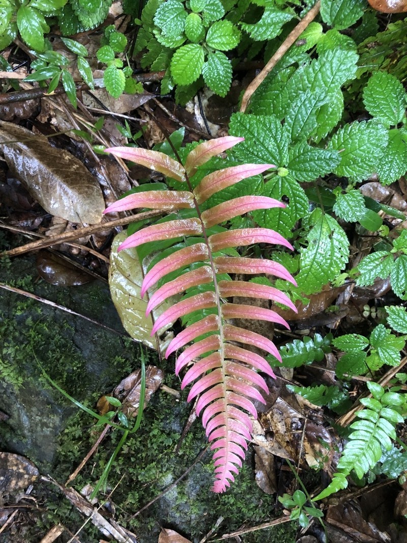 Hammock Fern photo 3