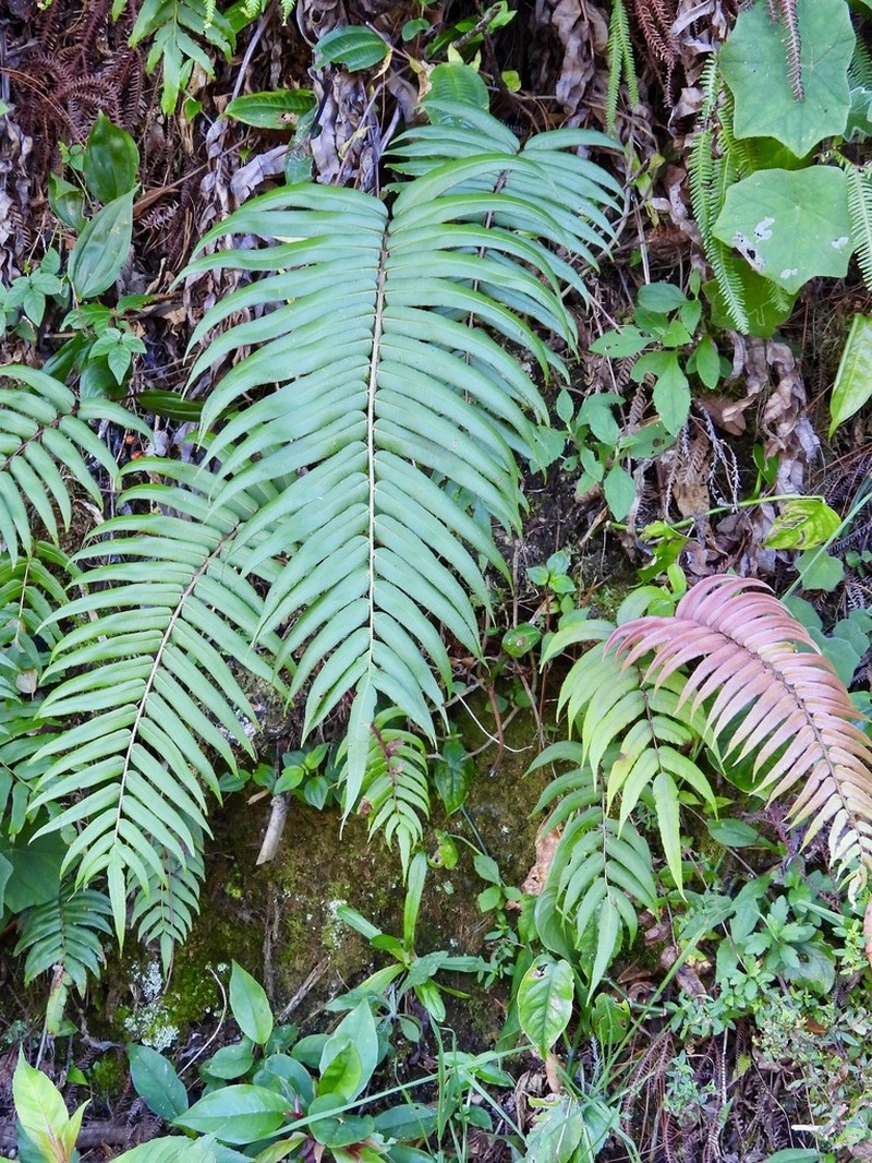 Hammock Fern photo 4
