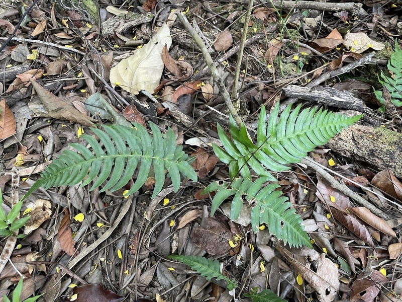 Hammock Fern photo 5
