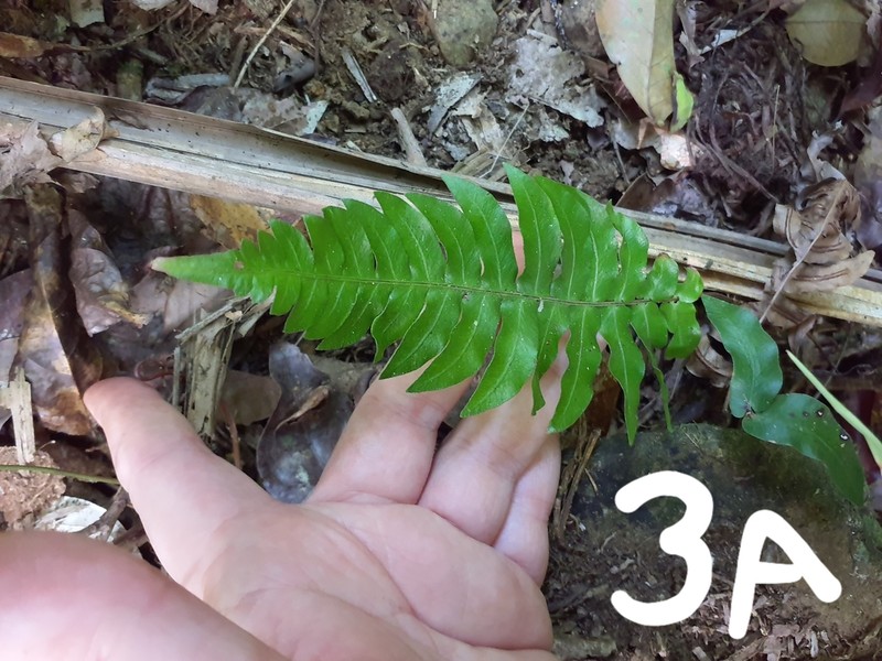 Hammock Fern photo 6
