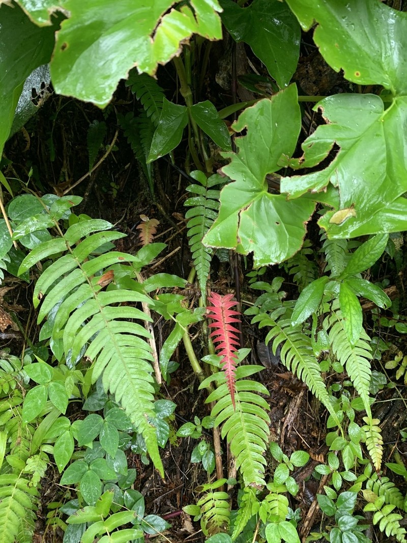 Hammock Fern photo 7