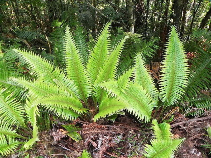 Blechnum oceanicum