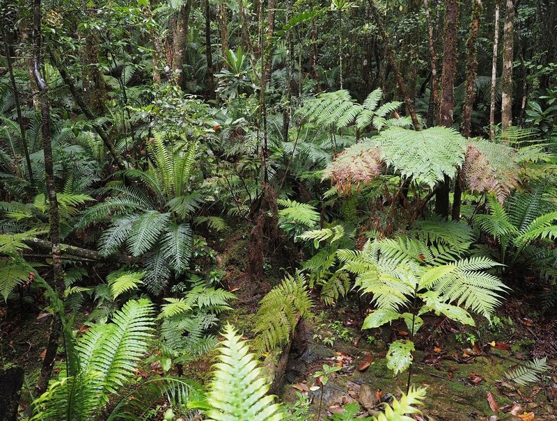 Blechnum oceanicum photo 2