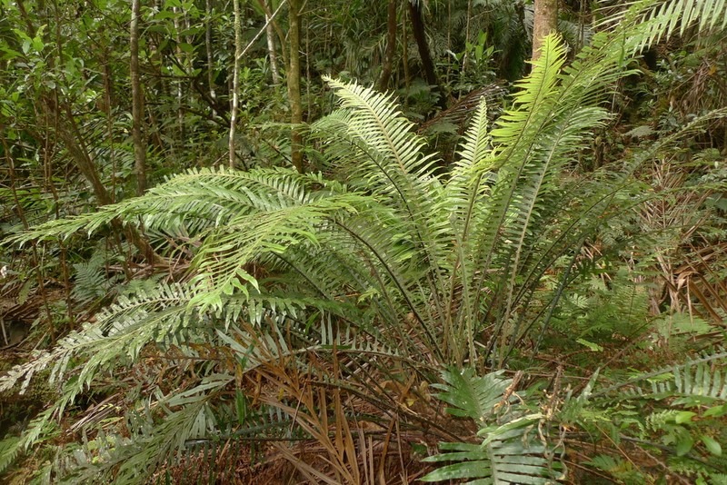 Blechnum oceanicum photo 3