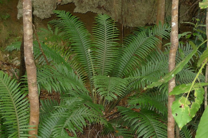 Blechnum oceanicum photo 4
