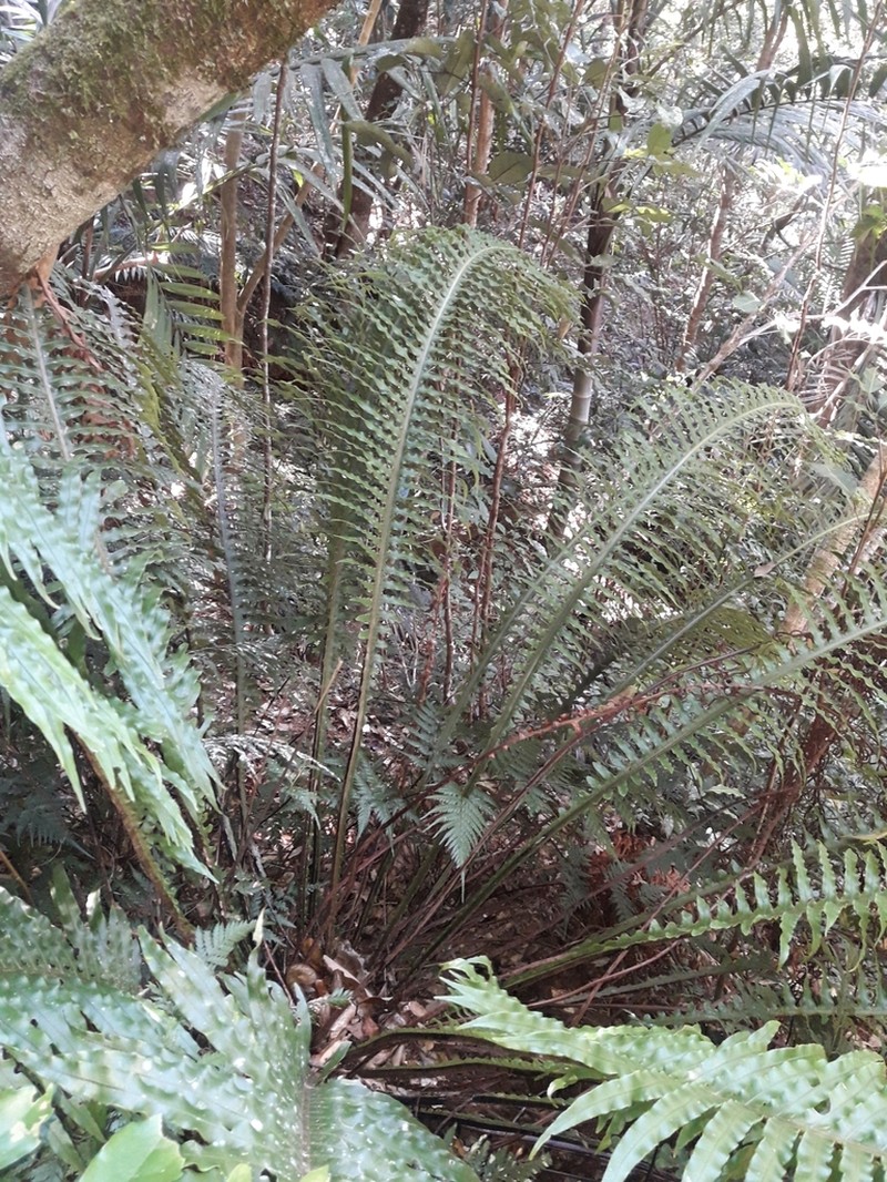 Blechnum oceanicum photo 5