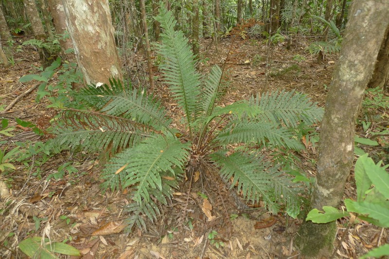 Blechnum oceanicum photo 6