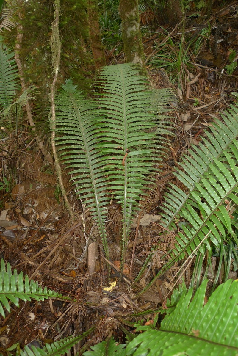 Blechnum oceanicum photo 7