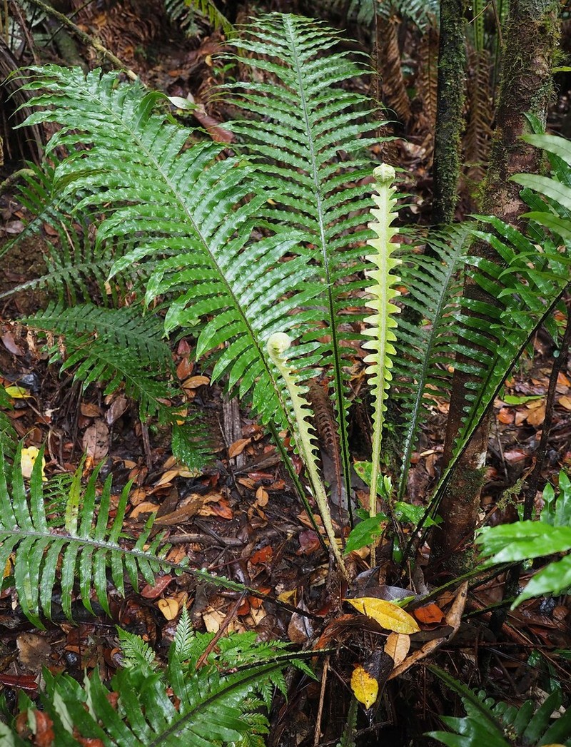 Blechnum oceanicum photo 8