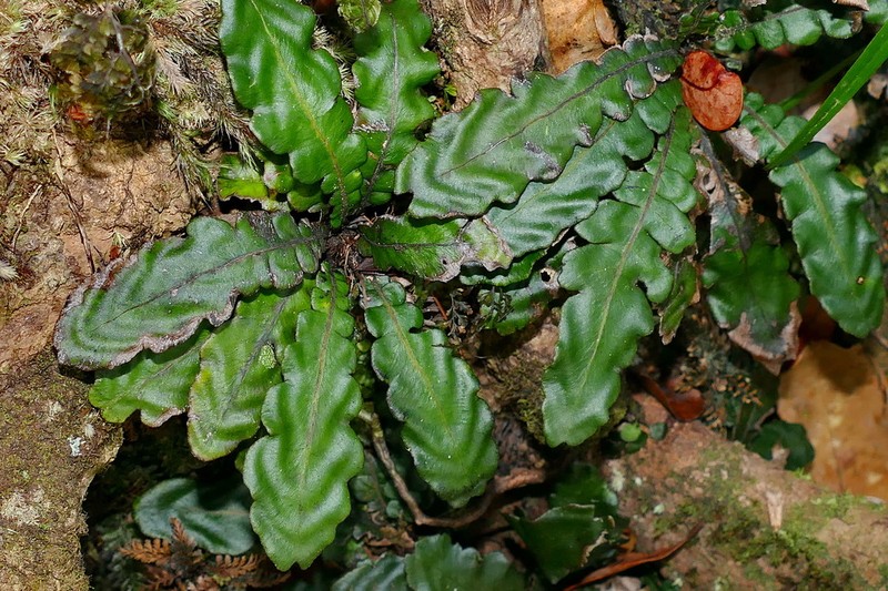 Blechnum opacum