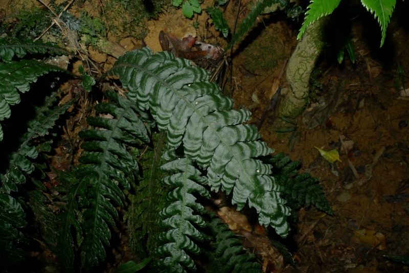 Blechnum opacum photo 2